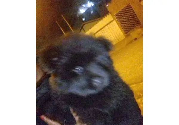 Filhote fêmea Chow-chow