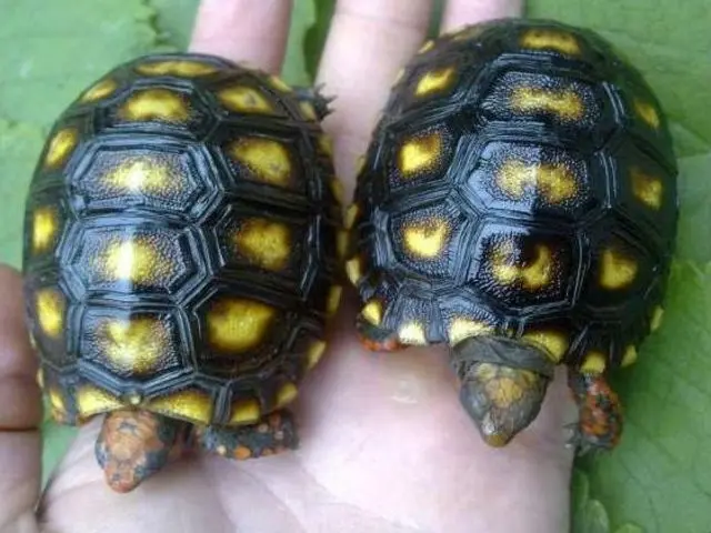 Troco casal de JABUTI de 1 ano e meio, por uma filhote de YORKSHIRE
