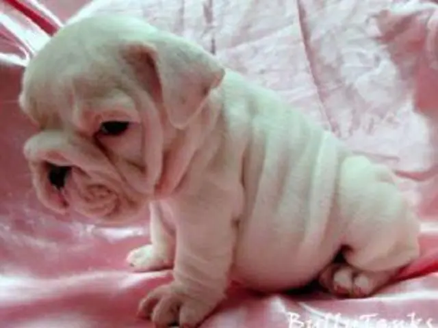 Masculino e feminino Inglês bulldog cachorros