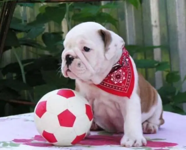 bonitinho Inglês bulldog cachorro para venda