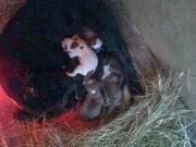 filhotes de americam pitt bull