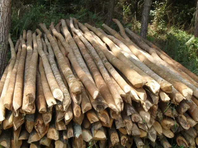 Escoras, Eucaliptos e Lenha