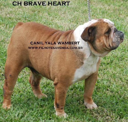 BULLDOG INGLÊS LINDAS FEMEAS DISPONIVEIS