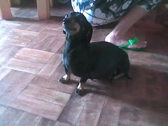 Dachshund Miniatura Kaninchen Exçelentes filhotes
