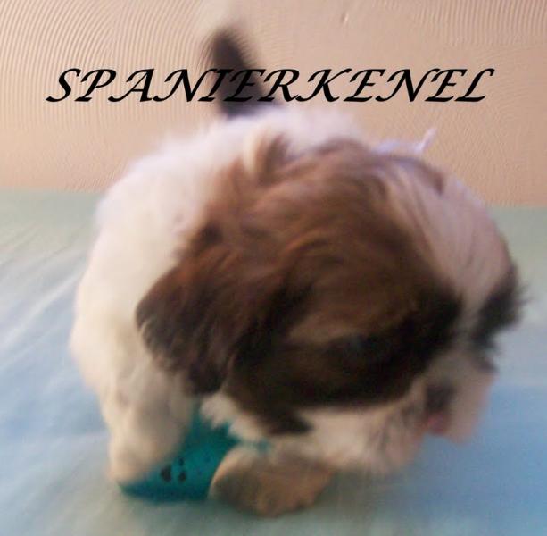 SHIH-TZU FILHOTES DISPONIVEL MENOR PORTE 3 . 5 kg SP