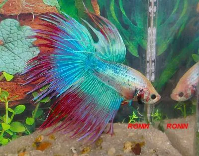PEIXES BETTAS PARA, FESTAS E ANIVERSÁRIOS E KITS FESTA