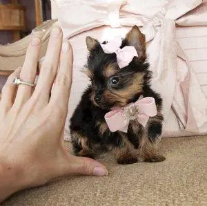 Yorkshire Terrier cachorros para venda - entre em contato