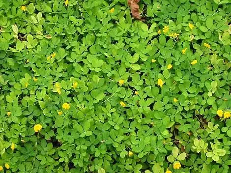 AMENDOIM FORRAGEIRO P / JARDINAGEM E PASTAGEM