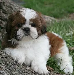 Filhotes lhasa apso em Goiania
