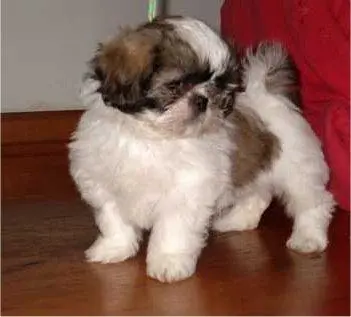 Filhotes Shih tzu a venda em Goiania