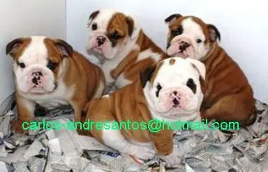 Boldog Inglês Puppies - 150€