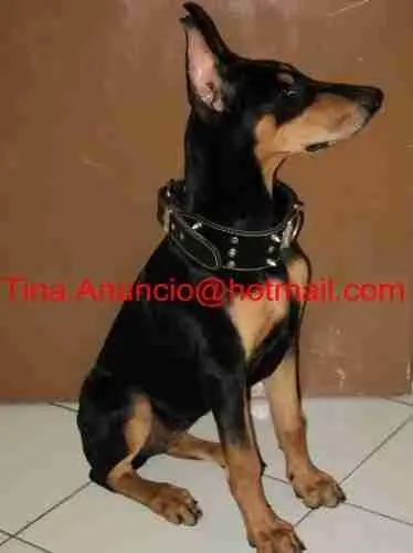 DOBERMANN FÊMEA PRETA 3 MESES ORELHAS CORTADAS E JÁ EM PÉ