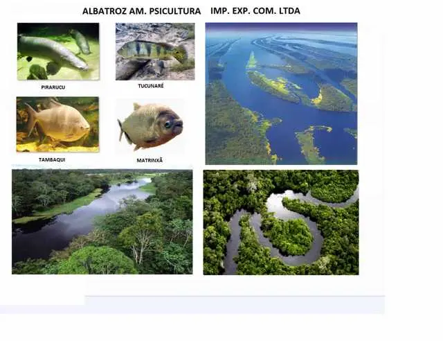 ALBATROZ AM. PSICULTURA