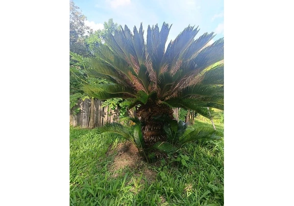 Sagu de jardim