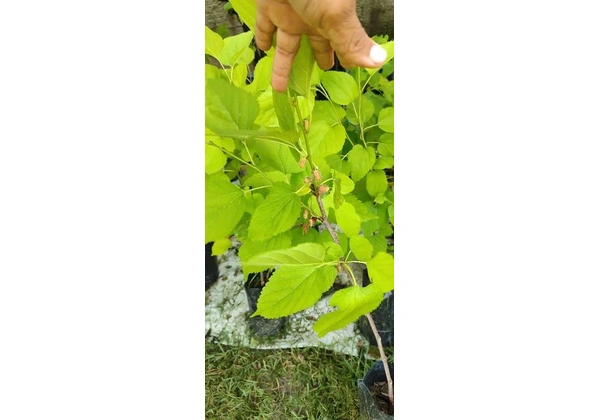 Frutíferas produtivas aqui no Encanto Verde *