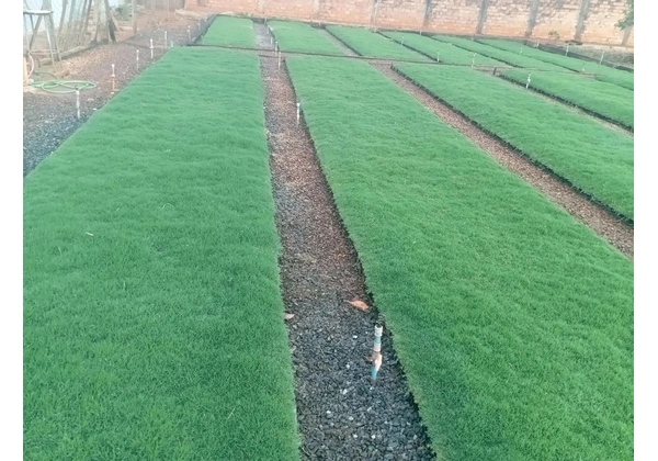 RP plantação de grama bermuda