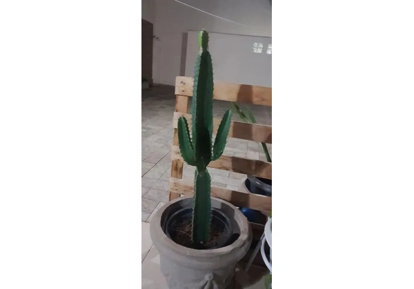 Cacto / Mandacarú