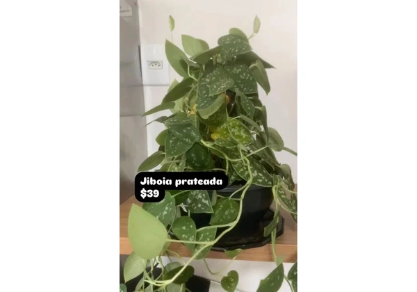 Jiboia prateado $39