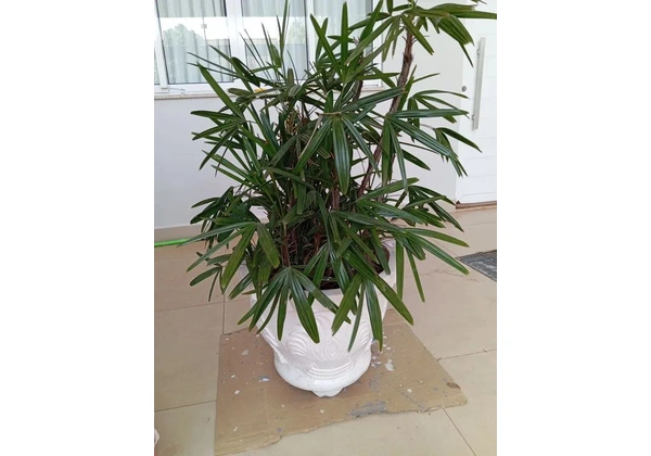 Planta de Palmeira em Vaso Branco