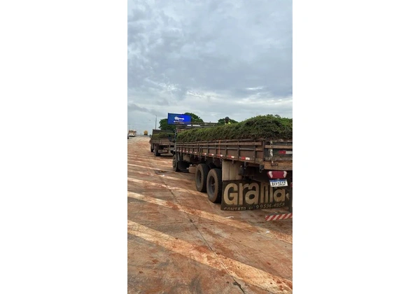 Venda e plantio de Grama