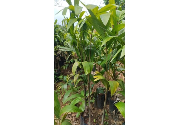 Mudas de Palmeira carpintaria 1.5 mt