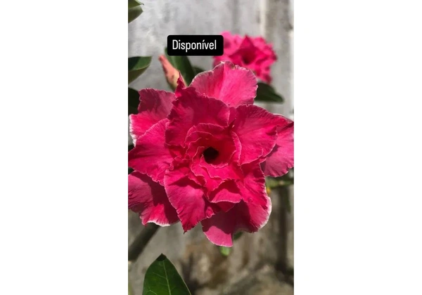 Vendo rosa do deserto