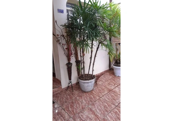 Palmeira-Dama com o vaso de concreto