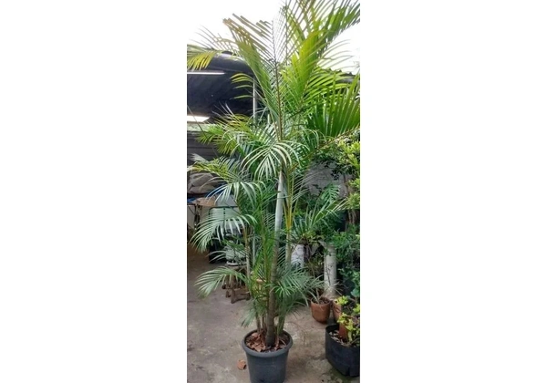 palmeira areca 2, 50m altura / retirar vila formosa