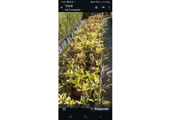 Mudas de cróton prontos para plantio em vasos ou jardim