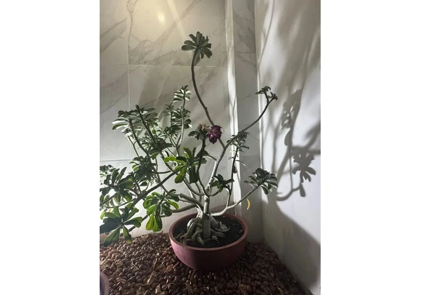 Rosas do deserto adultas