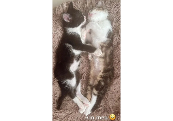 Filhotes gatos doação