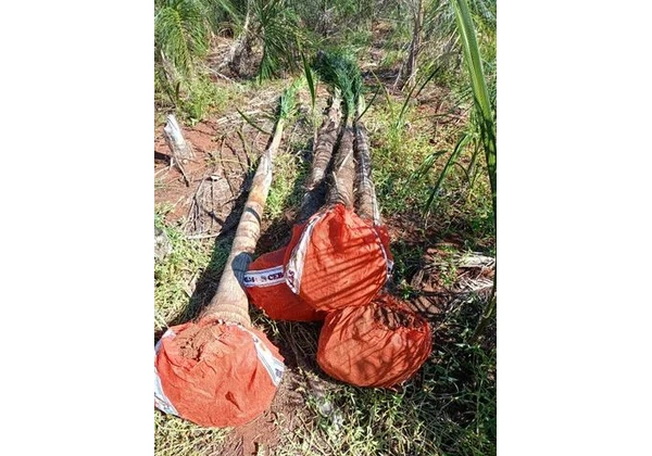 mudas da gueiroba ou guariroba adultas para paisagismo 3 metros
