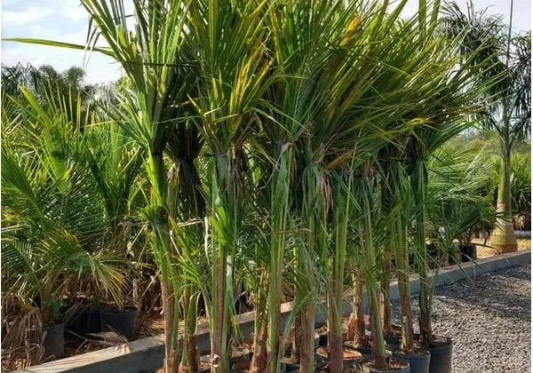 Coco Anão Verde 1, 80 Mt - Excelente Muda Para Produzir