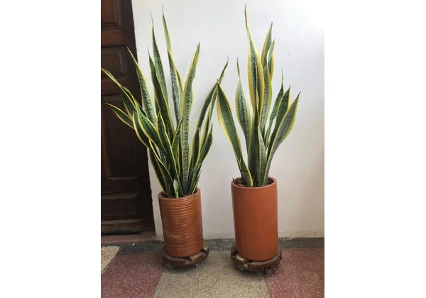 2 vasos espada de São Jorge Amarelas (Santa Bárbara )