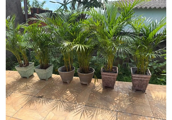 Palmeira Areca Decorativa