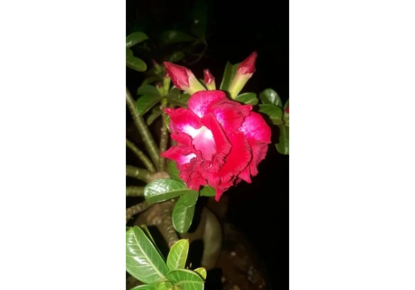 flor do deserto floresce o ano todo dotada tripicada muito especial
