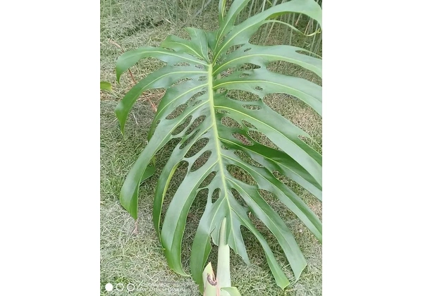 Costela de Adão, Planta Monstera Deliciosa - Folha Grande