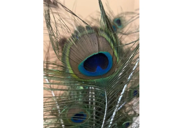 Penas de pavão