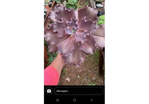 Suculenta gibiflora gigante