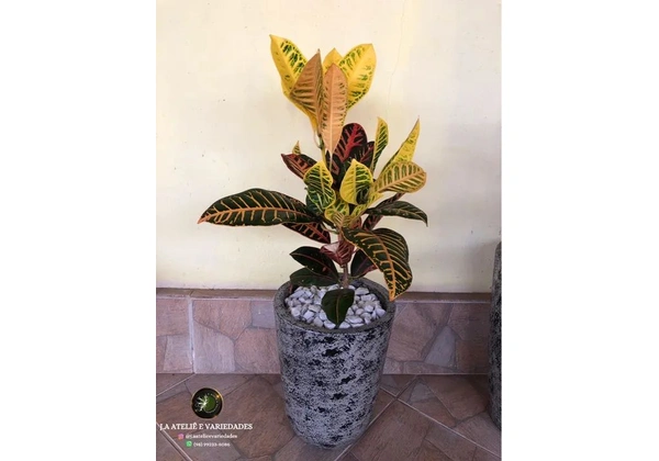 Planta croton mais jarro