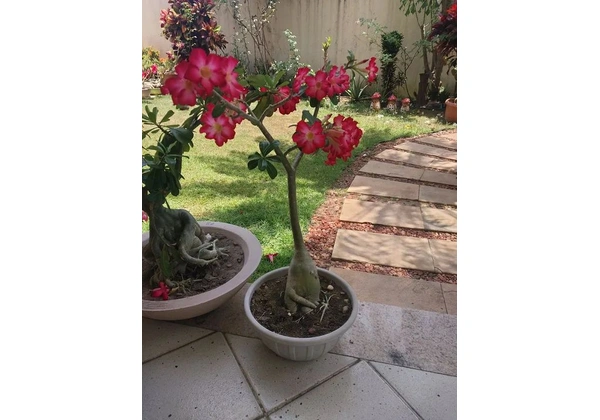 Rosa do deserto vários tamanhos