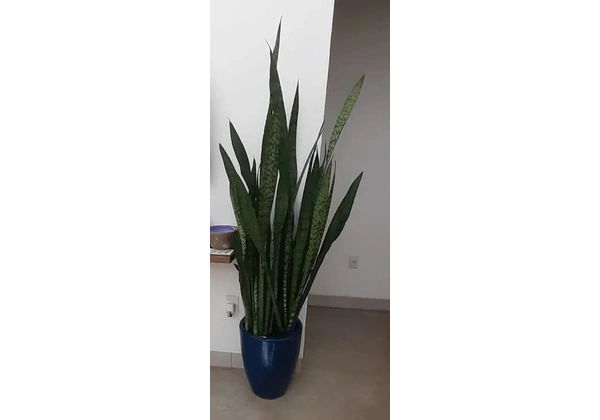 Planta natural, Espada de Sao Jorge em Vaso Decorativo 1, 60 com o vaso