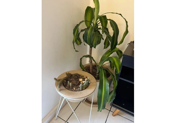 Vaso com plantas (verdadeiras) para interior e exterior