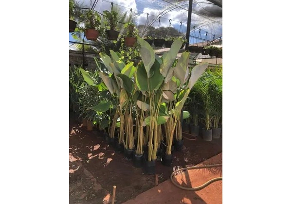 amaranto charuto 1, 80 mt