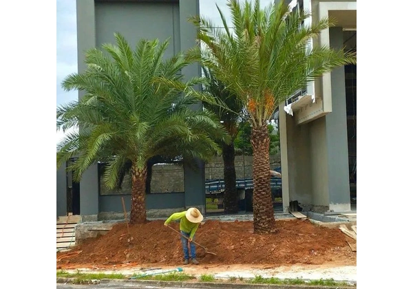 Jardim e limpeza