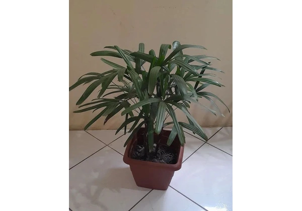Linda planta rafia