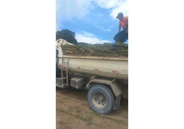 Grama tipo Esmeralda a partir de R$10 m2