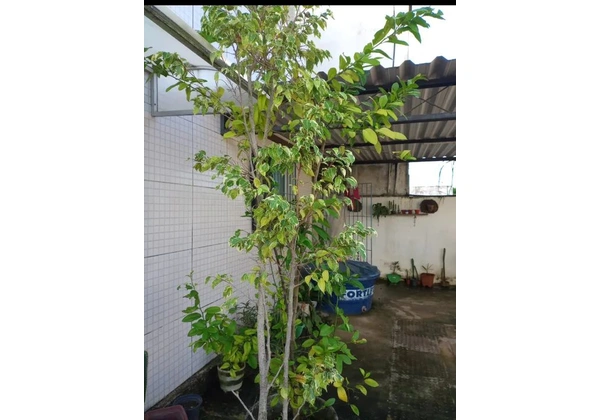 Vende-se uma árvore sempre verde.