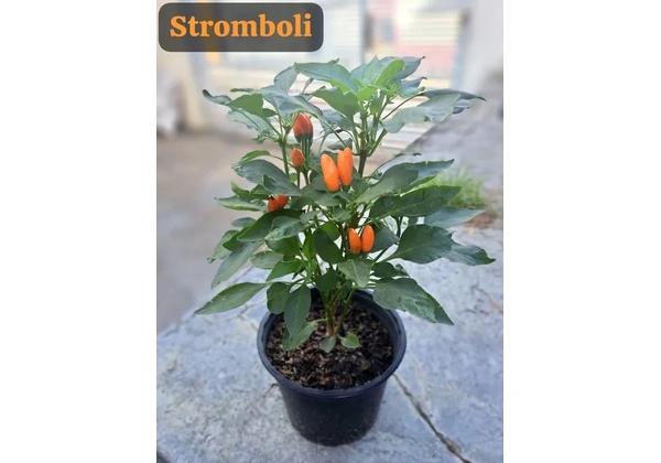 Mudas de Pimenteiras