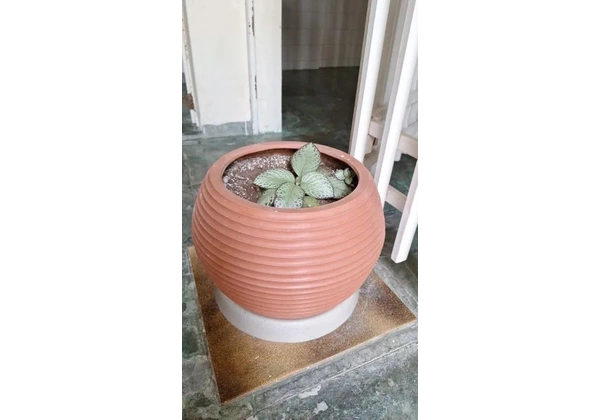 Vasos de plantas: Oferta imperdível para os amantes de plantas